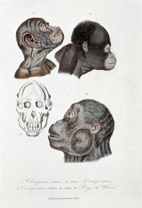 Naturhistorisk bestyrelse: Zoologisk bestyrelse, der repræsenterer 1. Ung chimpanse; 2. ung Orang-outan (orang-utang, orang-outang, orang-utang); 3. Orang ud som voksen; 4. Crane du Pongo de Wurmb - i "" Complete Works of Buffon"" af naturforsker Georges L