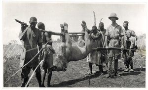 Løve ved Bahr el Ghazal, Am Dafok, 1925 (gelatinesølvtryk) af Georges Marie Haardt