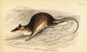 Brun firøjet opossum, Metachirus nudicaudatus. ,1841 (gravering)