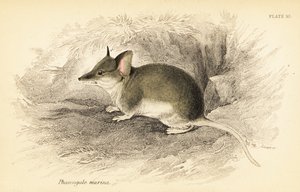 Almindelig dunnart, Sminthopsis murina. ,1841 (gravering)