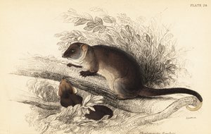 Jeg kan se den almindelige ringhale, Pseudocheirus peregrinus. ,1841 (gravering)