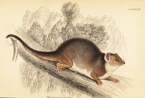 Jeg kan se den almindelige ringhale, Pseudocheirus peregrinus. ,1841 (gravering)