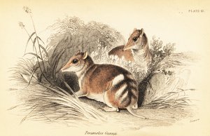 Eastern barred bandicoot, Perameles gunnii., 1841 (gravering)