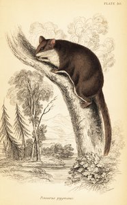 Fjerhalesvævefly, Acrobates pygmaeus. ,1841 (gravering)