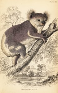 Koala, Phascolarctos cinereus., 1841 (gravering)