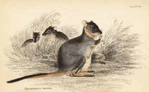 Langfodet potoroo, Potorous longipes. Sårbar., 1841 (gravering)