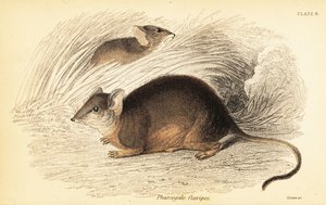 Mardo eller gulfodet antechinus, Antechinus flavipes. ,1841 (gravering)