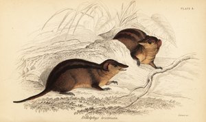 Nordlig tre-stribet opossum, Monodelphis americana. ,1841 (gravering)