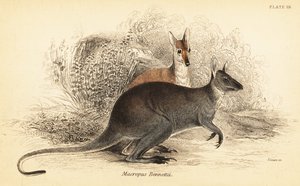 Rødhalset wallaby, Macropus rufogriseus. ,1841 (gravering)