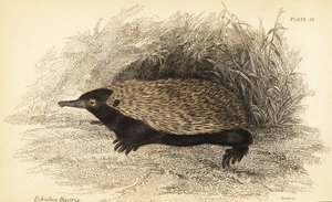 Kortnæbbet echidna, Tachyglossus aculeatus., 1841 (gravering)