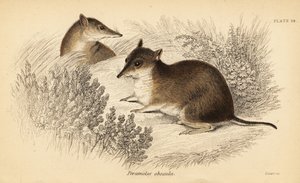 Sydlig brun bandicoot, Isoodon obesulus. truet. ,1841 (gravering) af Georges Robert Waterhouse
