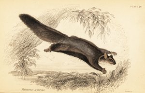 Egern svævefly, Petaurus norfolcensis., 1841 (gravering)