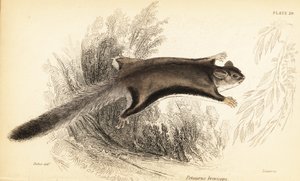 Sukkersvævefly, Petaurus breviceps., 1841 (gravering)