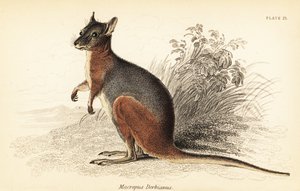 Tammar wallaby, Macropus eugenii., 1841 (gravering)