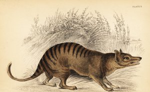 Tasmansk tiger, Thylacinus cynocephalus. Uddøde. ,1841 (gravering)