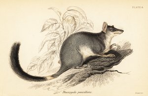 Tuan eller almindelig wambenger, Phascogale tapoatafa. ,1841 (gravering) af Georges Robert Waterhouse