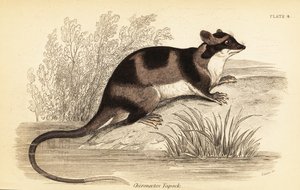 Vandopossum eller yapok, Chironectes minimus. ,1841 (gravering)
