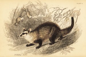 Hvidøret opossum, Didelphis albiventris. ,1841 (gravering)
