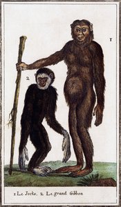 Jocko, chimpanse eller gibbon, illustration fra Histoire naturelle, af Georges-Louis Leclerc greve af Buffon (1707-1788), akvarelgravering