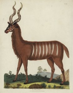 Den stribede antilope