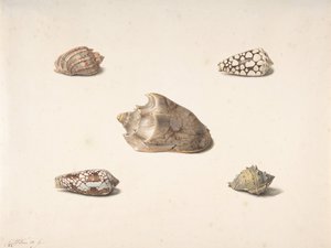 Fem skaller, n.d.. af Georgius Jacobus Johannes van Os