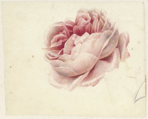 Rød rose af Georgius Jacobus Johannes van Os