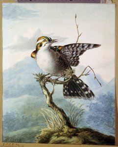 ""En lille fugl"" (Lille fugl) Akvarel af Georgius Jacobus Johannes van Os (1782-1861) 1798 Pushkin Museum, Moskva af Georgius Jacobus Johannes van Os