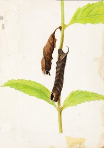 Krøllet dødt blad, der efterligner sfinx-larven, studie til bogen "Concealing Coloration in the Animal Kingdom".