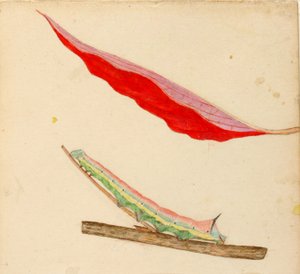 "Mirror-Back"-larve, studie til bogen "Concealing Coloration in the Animal Kingdom" (skjult farve i dyreriget)