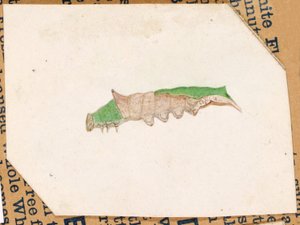 Oak Leaf Edge Caterpillar..., begyndelsen af det 20. århundrede.