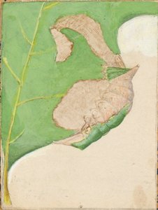 Oak Leaf Edge Caterpillar, studie til bogen Concealing Coloration in the Animal Kingdom (skjulte farver i dyreriget)