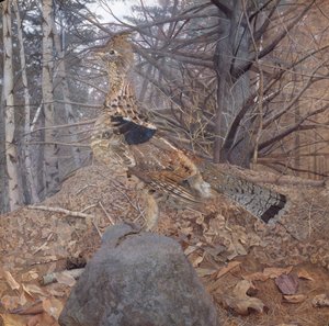 Rypehankøn i skoven, 1907-08 af Gerald Thayer