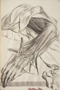 Anatomy of the Human Body af Govard Bidloo, 1685