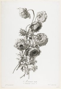 Anemone dobbelt, fra Fleurs Dessinees d
