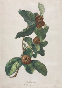 Kultiveret mispel (Mespilus germanica)