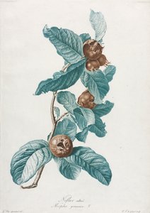 Kultiveret mispel Mespilus germanica, ca. 1800.