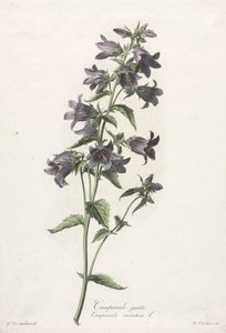 Blomster hentet fra naturen: Klokkeblomst af Gerard van Spaendonck