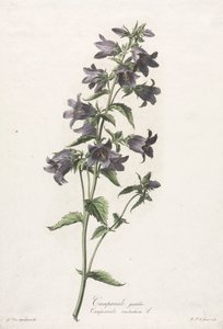 Blomster hentet fra naturen: Klokkeblomst, ca. 1800. af Gerard van Spaendonck