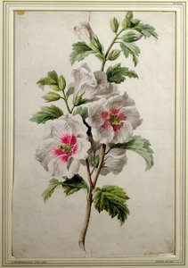 Stokroser (akvarel på papir) af Gerard van Spaendonck