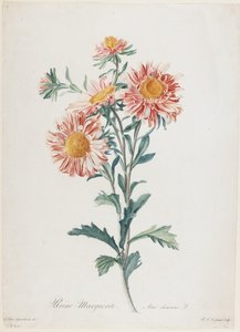 Reine-Marguerite, fra Fleurs Dessinees d