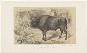 europæisk bison The European Bison (titel på objekt)