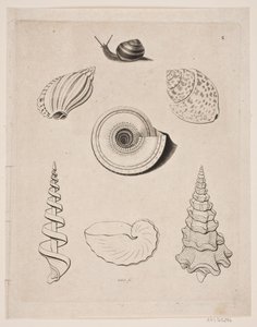 Tavle med snegle af Gerhard Ludvig Lahde