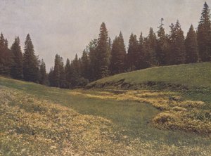 Eng på Feldberg, Schwarzwald, Tyskland (farvefoto) af German Photographer