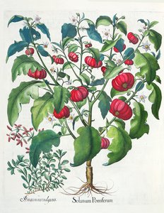 1. Solanum frugt 2. Amaracus vulgaris, fra Hortus Eystettensis af Basil Besler (1561-1629), pub. 1613 af German School
