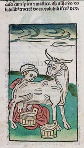A Maid Milking a Cow, 1491 (farvet træsnit) af German School
