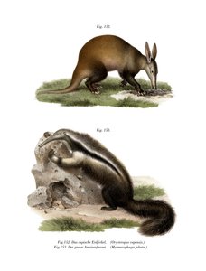 Aardvark, 1860 af German School