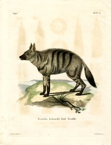 Aardwolf (farvet gravering) af German School