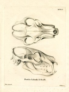 Aardwolf Skull (farvet gravering) af German School