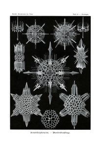 Acanthophracta, 1899-1904 af German School
