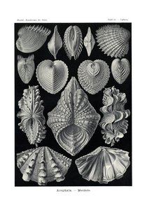 Acephala, 1899-1904 af German School
